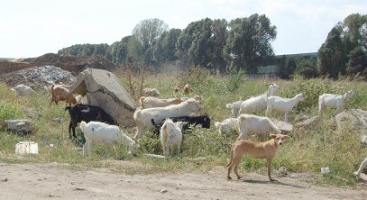 Cercetat pentru păşunat ilegal